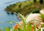 Vegetation near Butrinti Lagoon