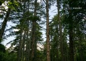 Inside the forest in Voskopoja