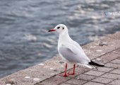 Ohrid Lake