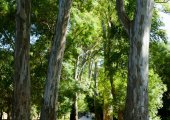 Main road leading to the amphitheater