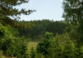 Forest in Voskopoja