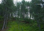 Forest in Voskopoja