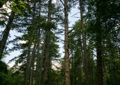 Inside the forest in Voskopoja